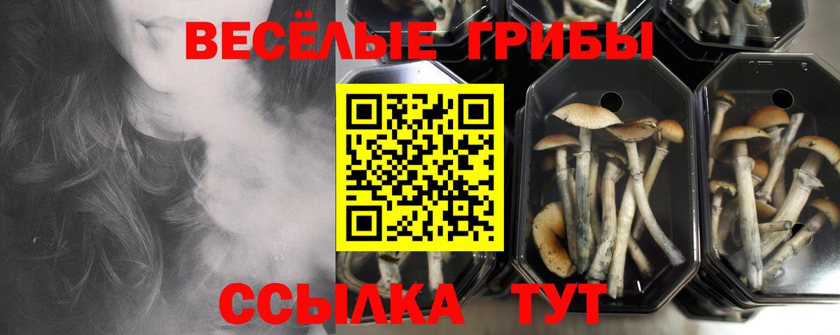 Подольск  Галлюциногенные грибы MAGIC MUSHROOMS  Вход с VPN 